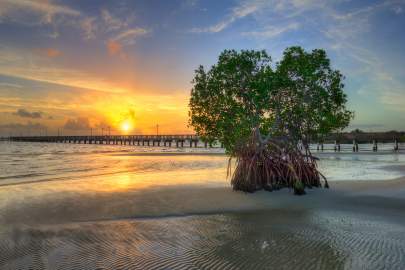 Jensen-Beach-Florida-Mangrove-at-Indian-Riverside-Park-Martin-County